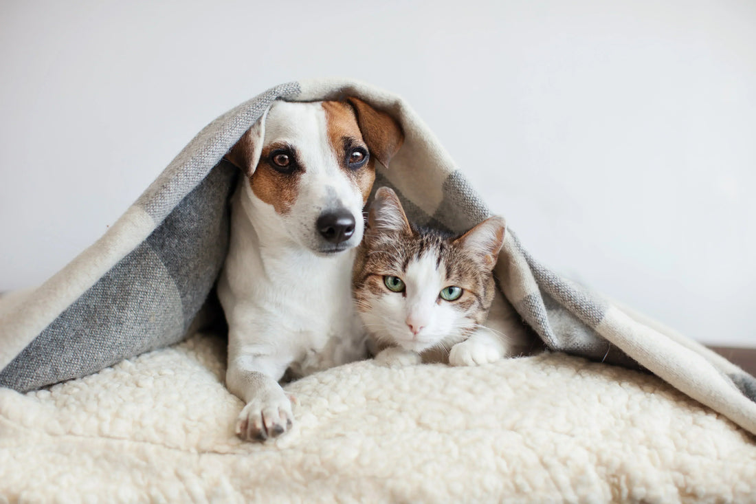 Cats vs. Dogs: Which Pet Is Right for Your Lifestyle?