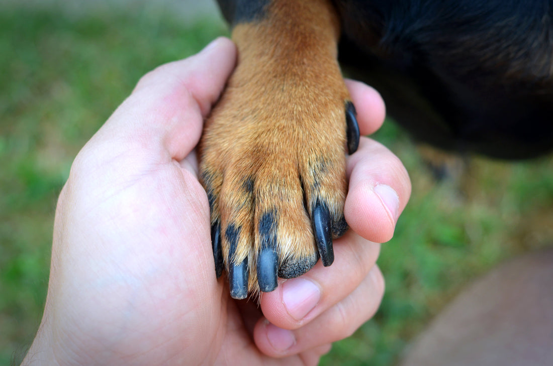 Why Every Pet Owner Needs a Professional Pet Nail Clipper for Safe At-Home Grooming