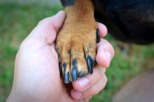 Why Every Pet Owner Needs a Professional Pet Nail Clipper for Safe At-Home Grooming